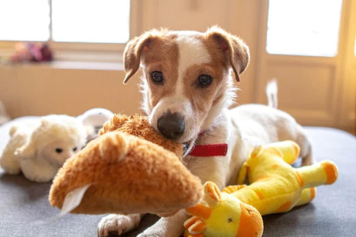 Giocattoli per cani