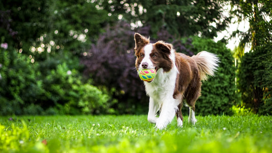 Avventure all'Aperto con il Tuo Cane: 10 Attività Divertenti da Provare Questa Primavera
