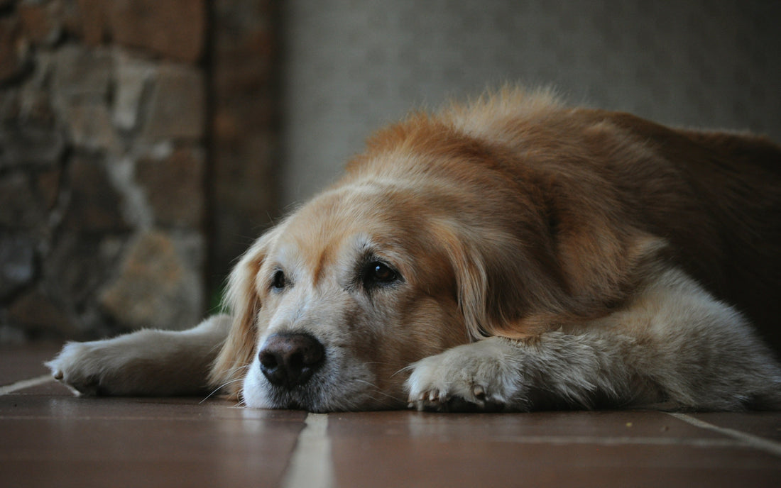 Come Calcolare l’Età del Cane con Precisione (Addio ai 7 Anni Umani)