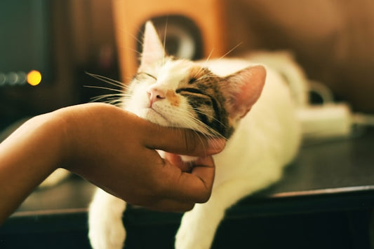 5 Regole d'Oro per Mantenere il Tuo Gatto Sano e in Forma.