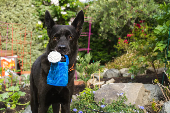 Play - Gioco per Cani Innaffiatoio