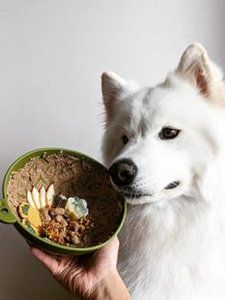 Cane con la Ciotola da leccare riempita con cibo - Kiry Pet
