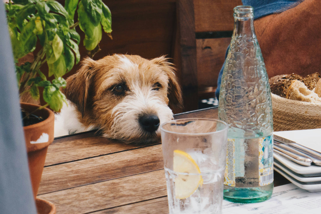 3 Bevande Deliziose per Cani Fai Da Te: Ricette Naturali per una Salute Ottimale e una Coda Felice