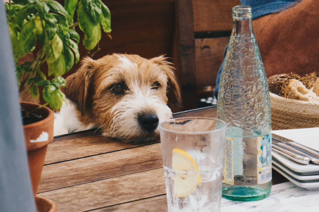 Bevanda per cani