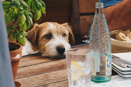 Bevanda per cani