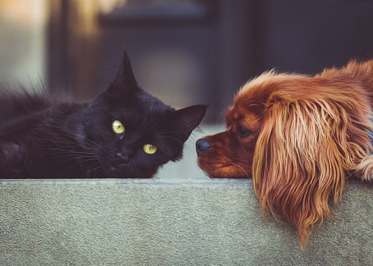 Scopri il nostro kit pronto soccorso per cani e gatti. Soluzioni rapide per emergenze quotidiane. Benessere garantito in ogni situazione!