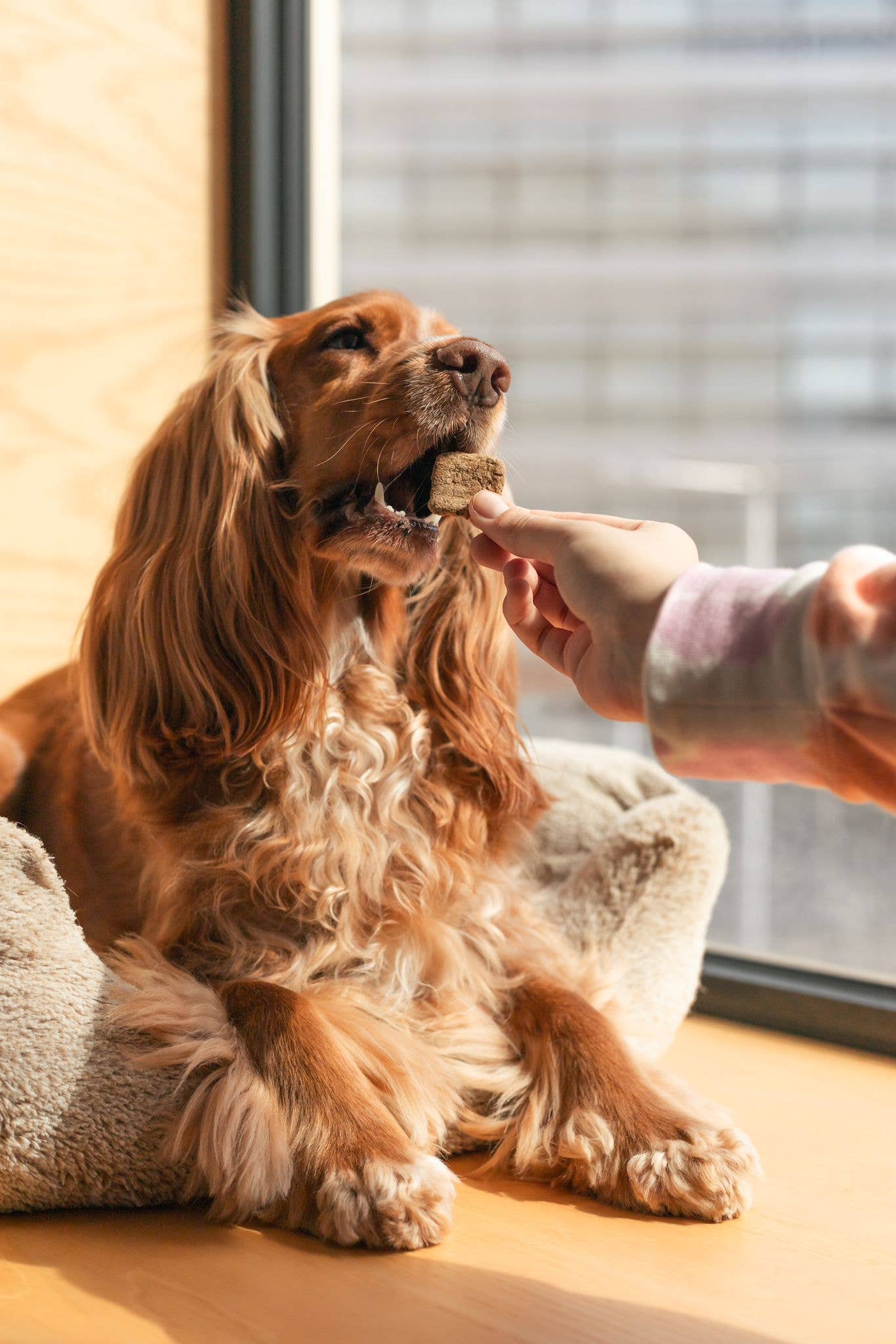 Snack Croccante - Fegato e Bacche | Cooka's Cookies