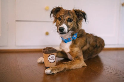 Cane che gioca con il Pup Cup Café Doggo's Java P.L.A.Y. - Kiry Pet
