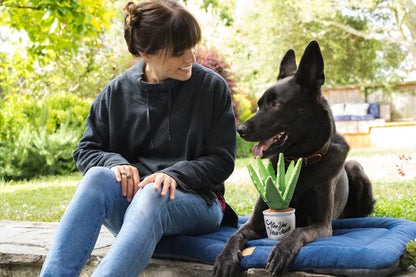 Play - Gioco per Cani Aloe