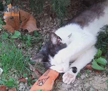 Carrot Stuffed with Catnip Game